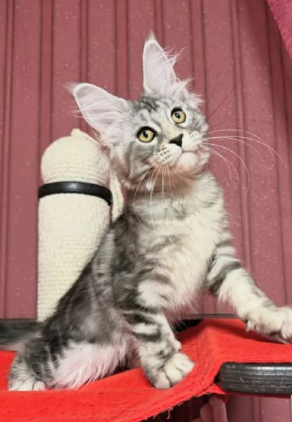 Regalo per un amante dei Maine Coon | Foto 4