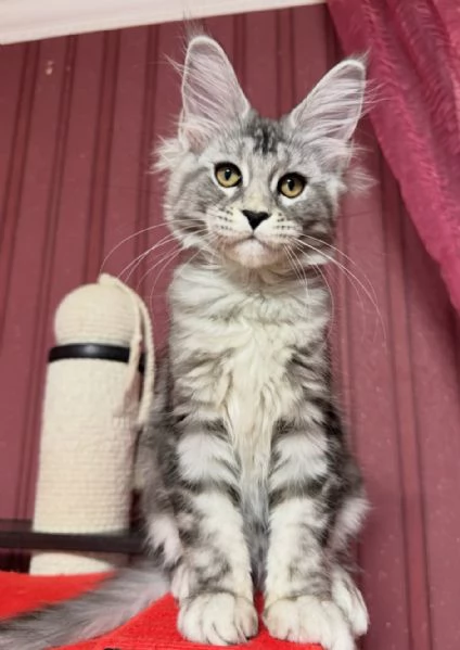 Regalo per un amante dei Maine Coon