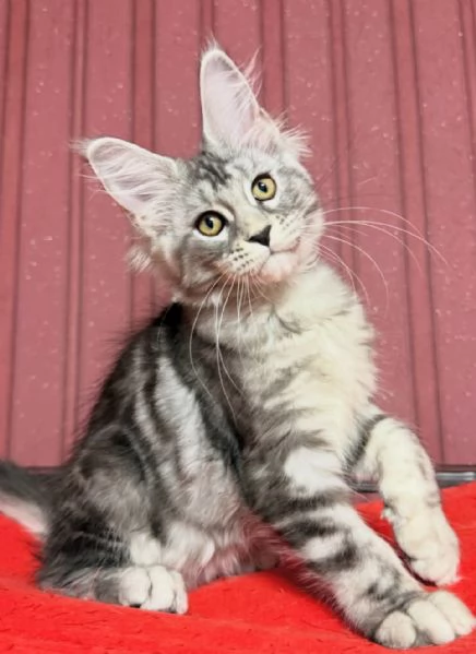 Regalo per un amante dei Maine Coon | Foto 3