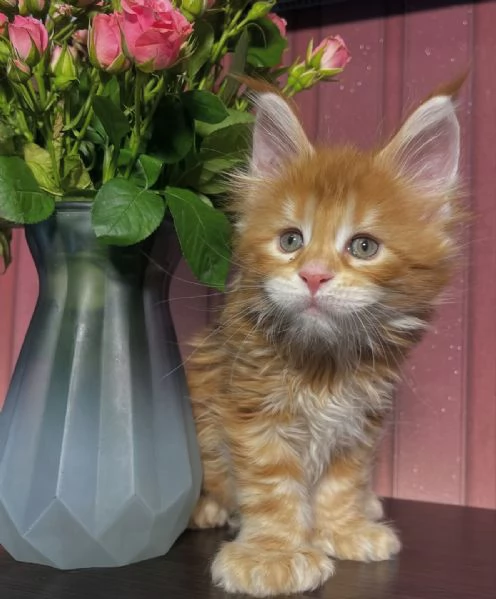 Regalo per un amante dei Maine Coon | Foto 5