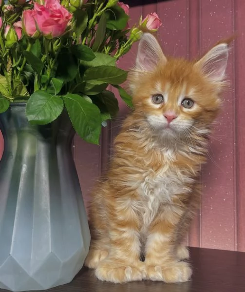 Regalo per un amante dei Maine Coon | Foto 3