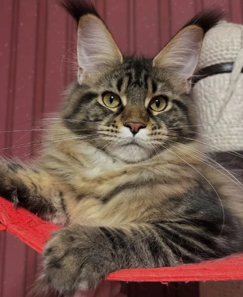 Regalo per un amante dei Maine Coon