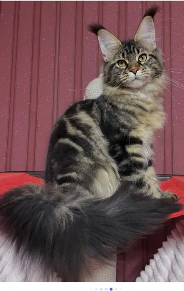 Regalo per un amante dei Maine Coon | Foto 1