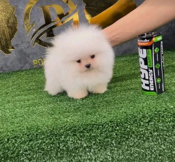 Cucciolo di Pomerania (maschio e femmina)