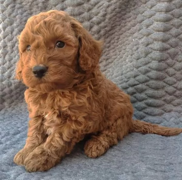 Cucciolo di barboncino (maschio e femmina) | Foto 0