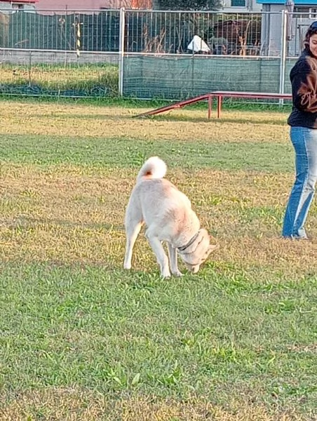 Vendo Husky spettacolare  | Foto 1