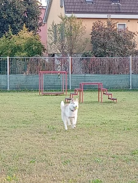 Vendo Husky spettacolare  | Foto 0