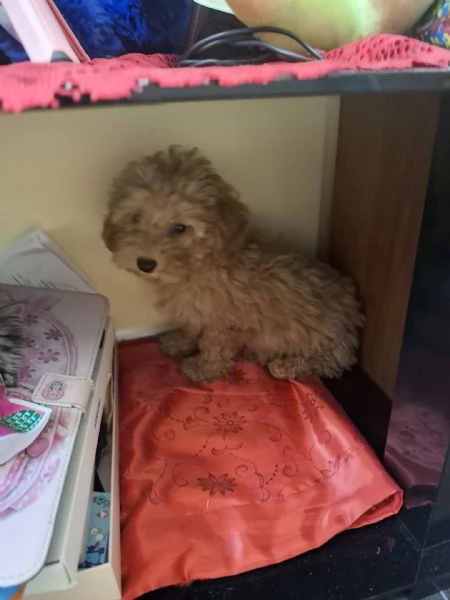 Bellissima Barboncina toy 