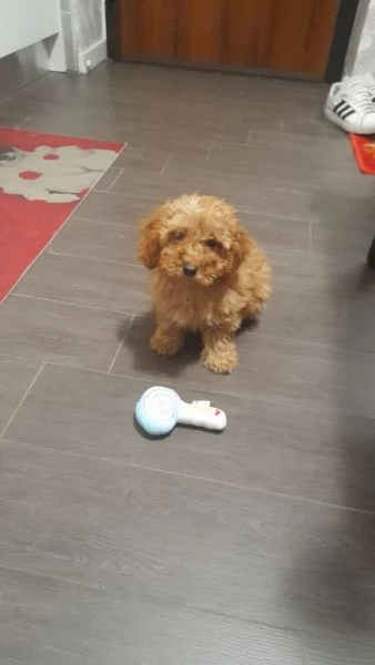 Bellissima Barboncina toy  | Foto 0