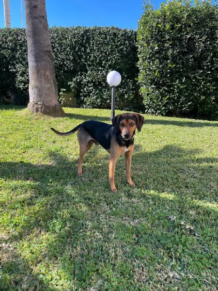 Appello per l'Adozione: Un Amico Dolcissimo Cerca Casa