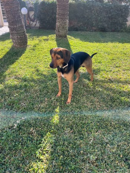 Appello per l'Adozione: Un Amico Dolcissimo Cerca Casa | Foto 2