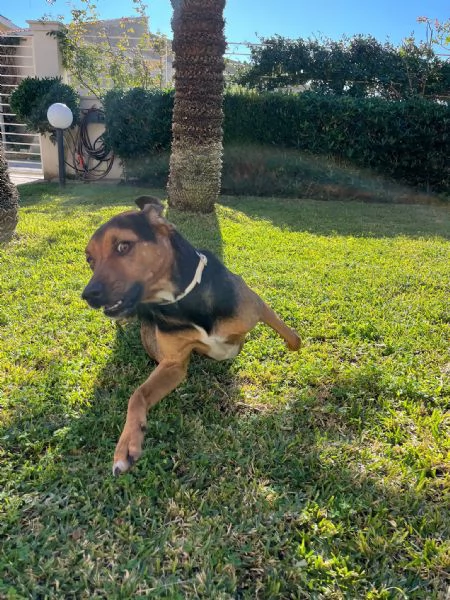 Appello per l'Adozione: Un Amico Dolcissimo Cerca Casa | Foto 1