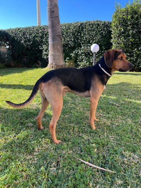 Appello per l'Adozione: Un Amico Dolcissimo Cerca Casa | Foto 0