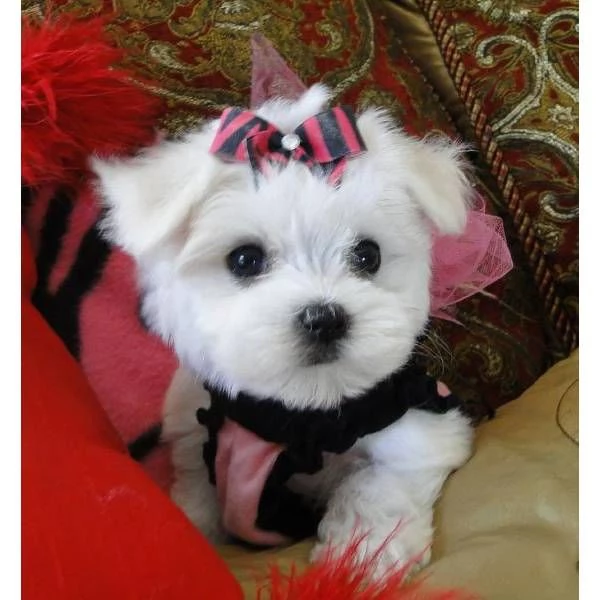 CUCCIOLI DI MALTESE  !.