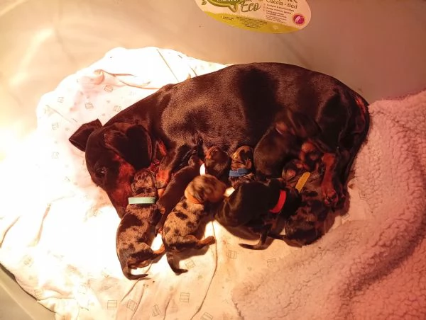 Bassotti cuccioli disponibili  | Foto 0