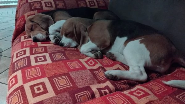 cuccioli beagle | Foto 3