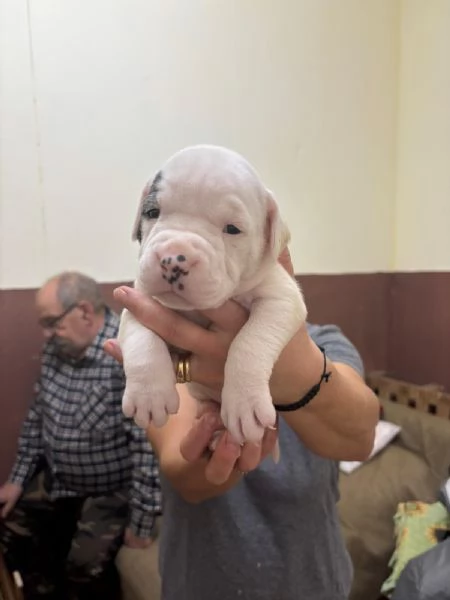 cuccioli bulldog americani 