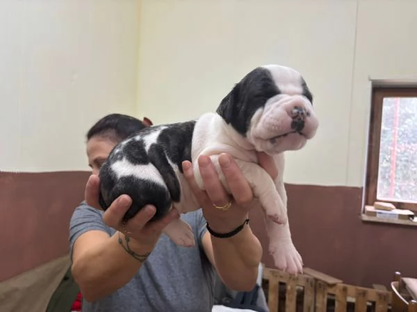 cuccioli bulldog americani  | Foto 3