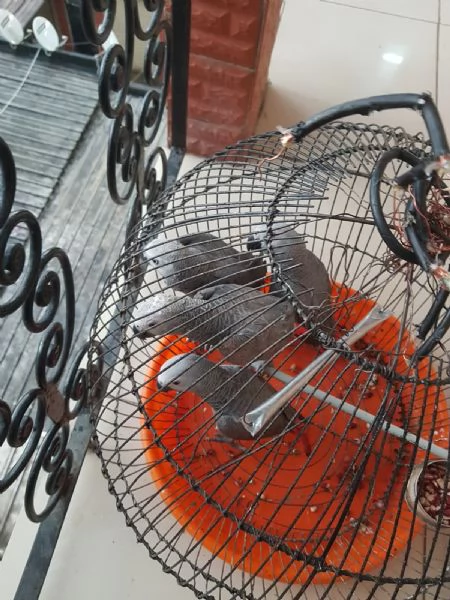 Loros Grises Africanos parlantes y huevos