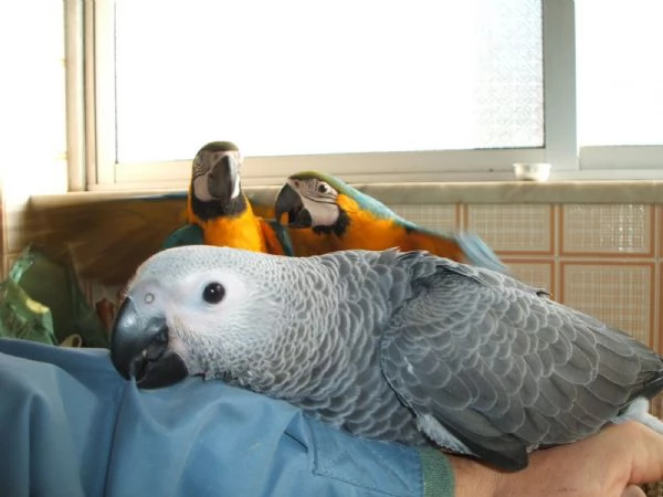 Loros Grises Africanos parlantes y huevos | Foto 0
