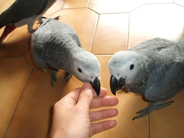 Pappagalli cenerini documentati disponibili  | Foto 1