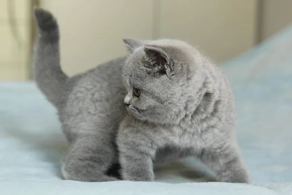 Gattini British Shorthair Unica Occasione | Foto 0