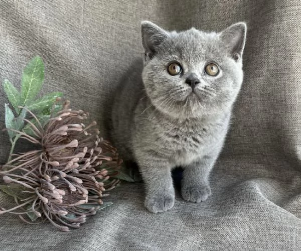 Cucciolo di British Shorthair 