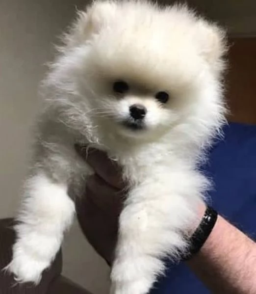 Pomerania (spitz) - Cindy 