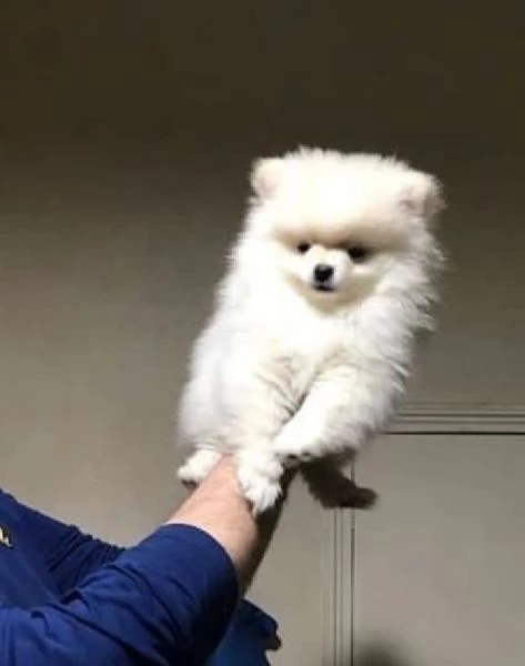 Pomerania (spitz) - Cindy  | Foto 1