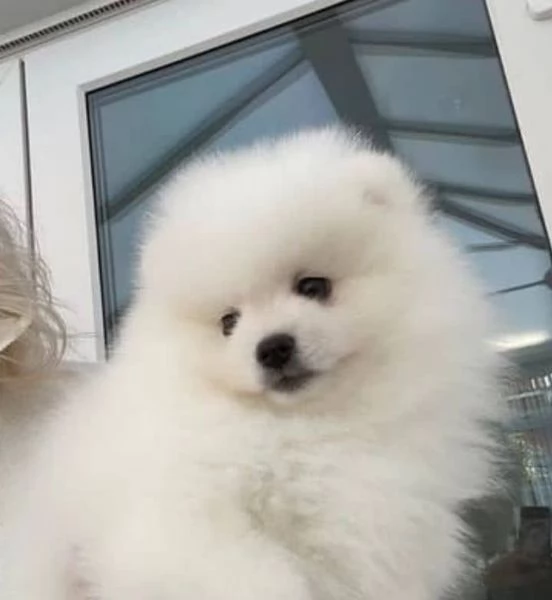 Pomerania (spitz) - Cindy  | Foto 0