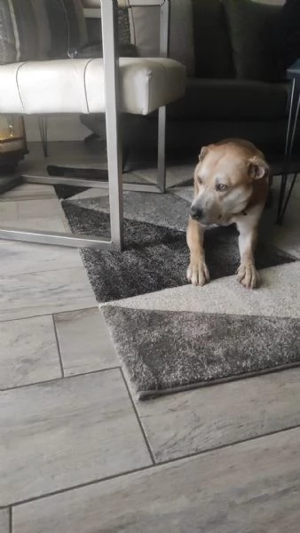 Affido CON URGENZA | Foto 6