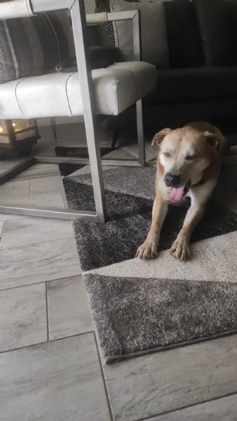 Affido CON URGENZA | Foto 4