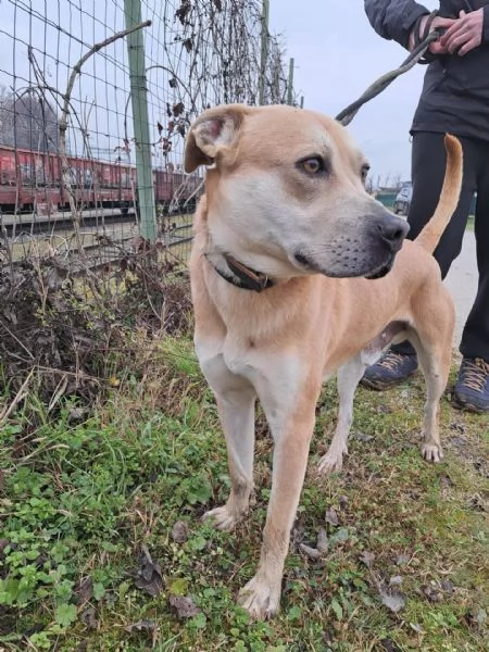 Affido CON URGENZA | Foto 2