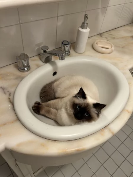 femmina ragdoll per accoppiamento  | Foto 2