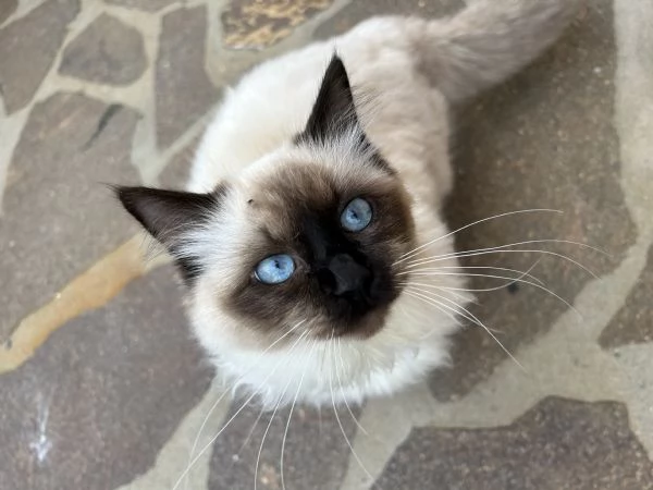 femmina ragdoll per accoppiamento 