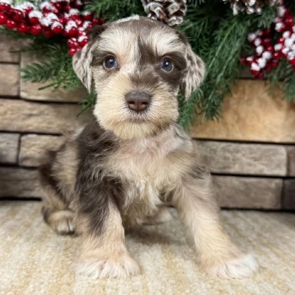 cucciolo di schnauzer in regalo | Foto 1
