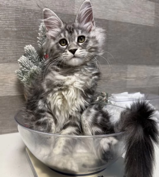 Regalo per un amante dei Maine Coon | Foto 1