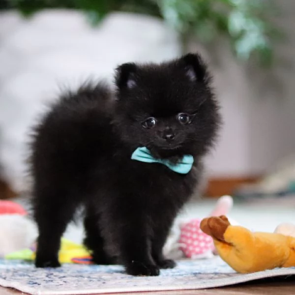 regalare questo adorabile cucciolo a una famiglia fortunata | Foto 4