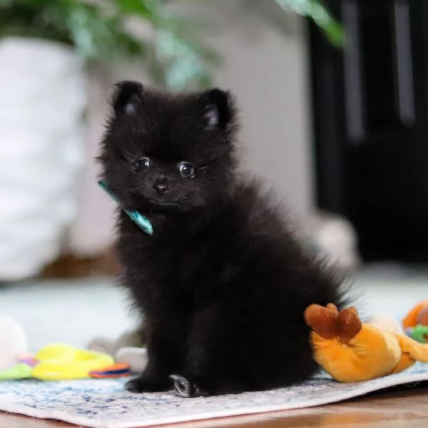 regalare questo adorabile cucciolo a una famiglia fortunata | Foto 3