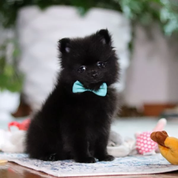 regalare questo adorabile cucciolo a una famiglia fortunata