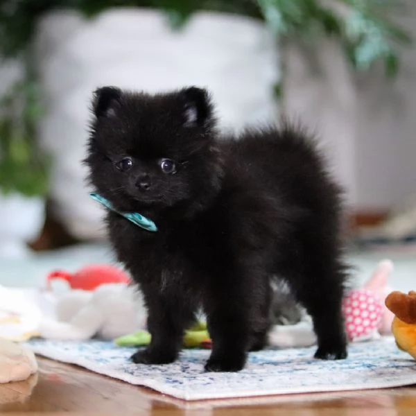 regalare questo adorabile cucciolo a una famiglia fortunata | Foto 0