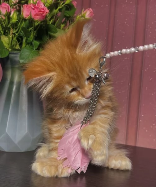 Regalo per un amante dei Maine Coon | Foto 2