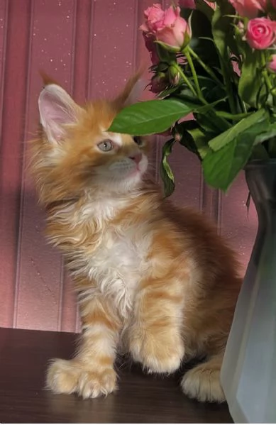 Regalo per un amante dei Maine Coon | Foto 1