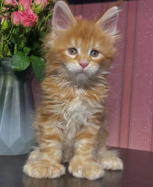 Regalo per un amante dei Maine Coon