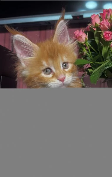 Regalo per un amante dei Maine Coon | Foto 0