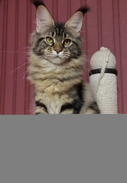 Regalo per un amante dei Maine Coon | Foto 4