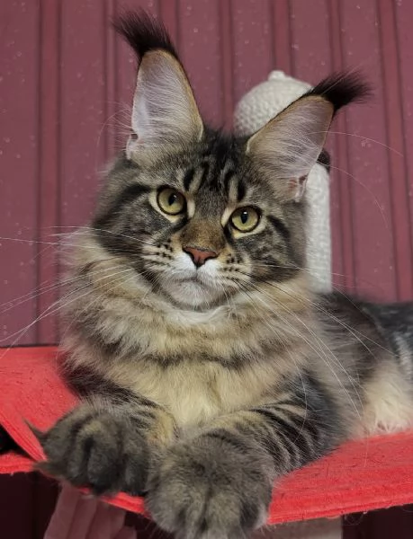 Regalo per un amante dei Maine Coon | Foto 0