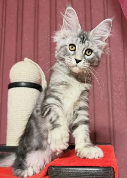 Regalo per un amante dei Maine Coon