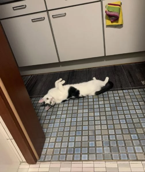 offrire un gatto europeo a pelo corto come regalo a una famiglia fortunata | Foto 6