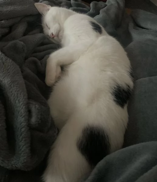 offrire un gatto europeo a pelo corto come regalo a una famiglia fortunata | Foto 2